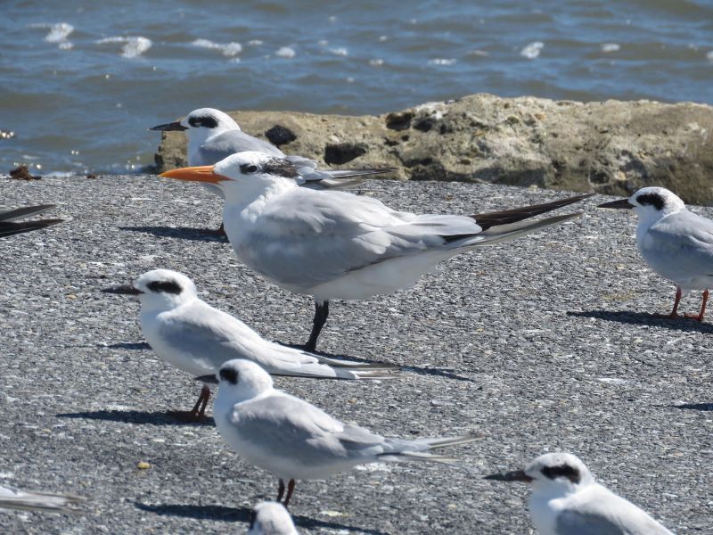 Royal & Forster's Terns
